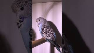 Jonge Engelse grasparkiet budgies parakeets budgerigar budgieslife parkieten budgiesshorts [upl. by Verlie]