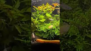 10 gallon community planted tank overcrowded sparklinggouramicroaking communitytank 10gallon [upl. by Llirret136]