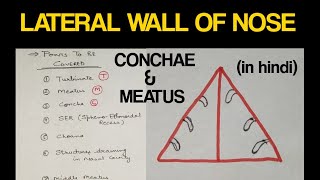 Lateral Wall of Nose  Concha and Meatus  Head amp Neck [upl. by Yks889]