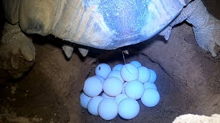 Tortoise Laying Eggs [upl. by Gosselin652]