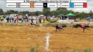 Carrera de galgos Ecija 22092024 [upl. by Lilia]