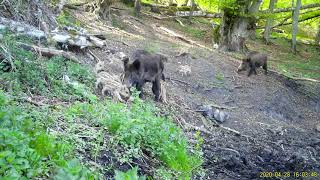 BeispielVideo aufgenommen von einer SEISSIGER SpecialCam LTE Wildkamera [upl. by Shalom967]