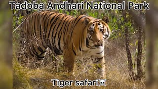 Tadoba National Park  Tiger safari  Maharastra [upl. by Naggem]