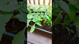 Get Rid Of Gnats Gnats gardening patiogarden gardeningjourney growyourown [upl. by Atived16]