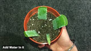 How to Grow Aloe Vera From Leaf [upl. by Ike]