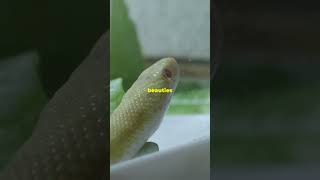 Why Albino Corn Snakes Are the Best Pet Snakes [upl. by Shana]