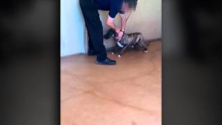 WARNING Sensitive material  Animal Control video shows improper euthanasia practices [upl. by Emmalyn]