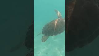 🐢 Ultimate Spot to see turtles Barcelo Maya Colonial Resort 🐢 [upl. by Niad]