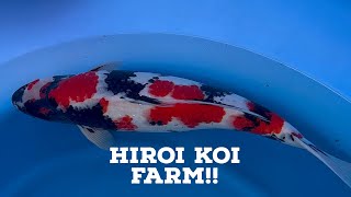 Hiroi Koi Farm YOZAIMON [upl. by Sregor586]