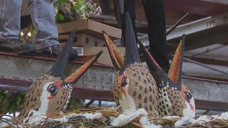 Volunteers working 247 to finish Rose Parade floats [upl. by Ablasor]