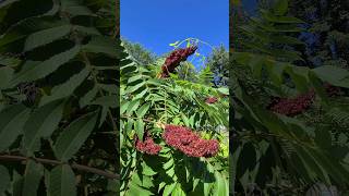 ♀️ Staghorn Sumac Seed Cluster   WILD  FLOWERS [upl. by Barbour]