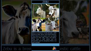 Zebu Facts More than a mini Cow  Animal Adventure Ave [upl. by Pearlstein188]