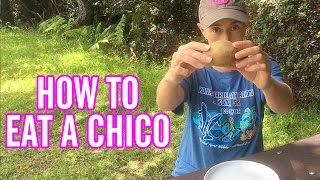 How To Eat A Sapodilla Fruit  AKA Chico  Manilkara Zapota [upl. by Llenyaj]