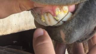 Como Saber a Idade do Cavalo Pelos Dentes [upl. by Allicirp]