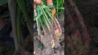 Grafting process🌿agriculture gardening homegarden shortsfeed shortsviral tree garden farming [upl. by Ybrad]