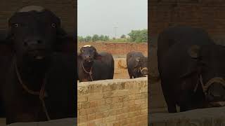 🐃 بھینس فارم لائیو سٹاک جانوروں کا باڑہ livestock baflo form [upl. by Larkin]