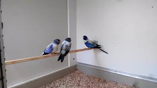 Blue violet opaline youngs just left the nest box [upl. by Crystal506]