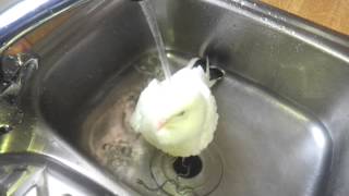 Elvis  The dove having a bath amp shower in the sink [upl. by Jacquelynn401]