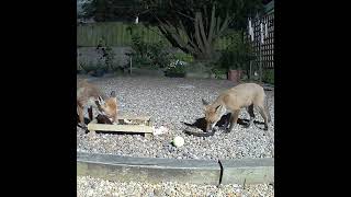 Hungry foxes enjoying supper in the garden [upl. by Drawde]