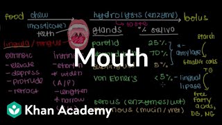 Mouth  Gastrointestinal system physiology  NCLEXRN  Khan Academy [upl. by Enitsirhc131]