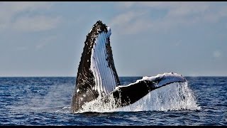 Baleia Jubarte Brasil Humpback Whale ABROLHOS Ballena Jorobada [upl. by Aicatsue309]