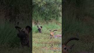 wild dog Hunt deer shortvideo shorts LiveJungleTv wilddogs [upl. by Eudora]