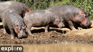 African Watering Hole powered by Exploreorg [upl. by Straub]