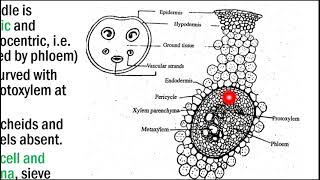 Nephrolepis part 2 [upl. by Elke]