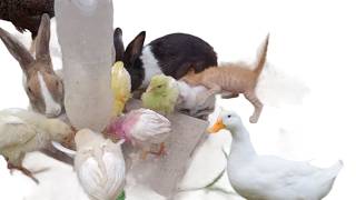 Pet and birds vlog  cute baby kittens  funny kitten  animal video  duck 🦆 rabbit 🐇 Cat 🐈 [upl. by Ado]