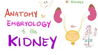 Embryology and Anatomy of the Kidney  Nephrology Basics [upl. by Constantia580]