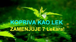 KOPRIVA KAO LEK  ZAMENJUJE 7 Lekara [upl. by Leeda]