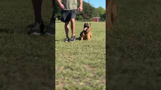 Rolo KNPV Championship competitor doing some obedience k9protection policeanimal k9s [upl. by Gracia]