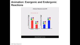 Exergonic Endergonic Reactions [upl. by Delora]