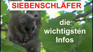 Siebenschläfer  Die wichtigsten Infos über Siebenschläfer [upl. by Reckford545]