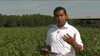 2020 UGA Cotton amp Peanut Field Day  Silverleaf Whitefly in Cotton [upl. by Vlad933]