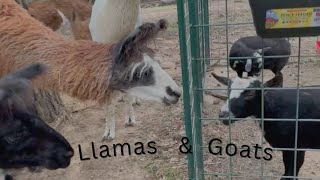 Do the goats have acidosis  The llamas did something new 🦙🦙 [upl. by Ajax]