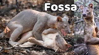 Amazing wild animal “FOSSA” you should see fossa animals wildlife facts [upl. by Notnirb]