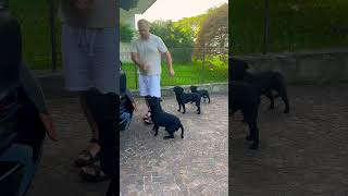 staffy puppy dog pets dogoftheday doglife americanbully [upl. by Aseiram]