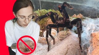 Do NOT Hold These TARANTULAS BeginnerCommon Species Edition [upl. by Eniarral]