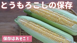 【とうもろこしの保存】保存するなら絶対にあそこで！（島本美由紀の保存から食品ロス削減） [upl. by Yadroc]