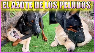 Dobermann rehabilitando a perros agresivos y malcriados [upl. by Lait]