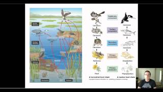 Food Web Disturbances [upl. by Stacie836]