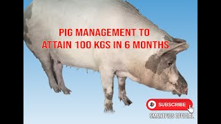 Methods of rearing pigs to attain 100kgs in six months for maximum profit [upl. by Akimahc]