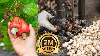 Kaju  How Does it Grow   काजू की खेती में कितनी कमायी होती है Cashew Farming In India [upl. by Ymorej]