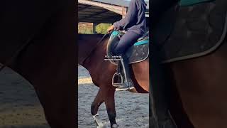 🤣 horse csnpony equestrian pony cheval chevalpassion ponyfun cso poney love [upl. by Vasily]