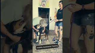 Mobility Assistance Dog Training [upl. by Melita199]