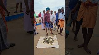 🐠🐟 Adaa adaaa daaa super fresh fish auction at mallipattinam harbour seafood fishing prawns [upl. by Leff972]