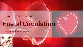 Special embryology  foetal circulation [upl. by Schug92]