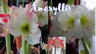 Discover the beauty of Amaryllis Flowers in this tour amp what to do after blooming 🌸 amaryllis bulbs [upl. by Nohsauq]