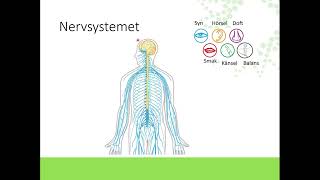 Nervsystemet [upl. by Emoraj]